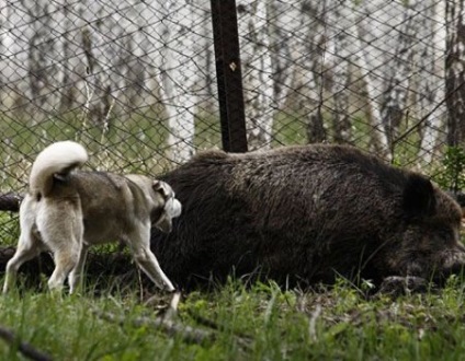 Lucrarea fazanului husky