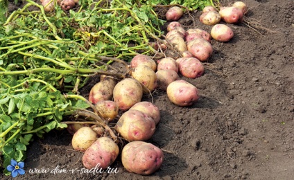 Soiuri de cartofi timpurii pentru plantare în diferite regiuni ale Rusiei, o casă frumoasă și o grădină