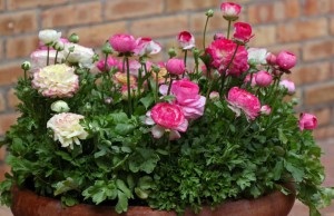 Ranunculus (biscuiți) reguli de cultivare ... ~ achiziționarea, plantarea și îngrijirea plantelor