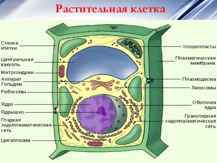 A növényi sejt - a kép 5308-21