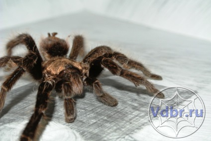 Reproducerea brachypelma albopilosum, experiența personală în obținerea puilor, împerecherea și creșterea