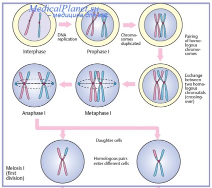 Reglarea transcrierii în prokaryotes