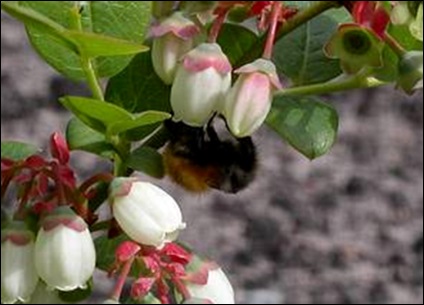 Recomandări pentru cultivarea afinelor în grădina luxoasă