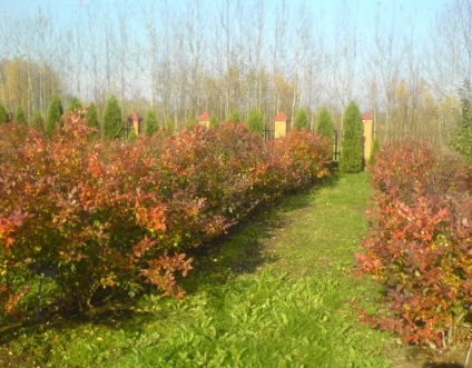 Recomandări pentru cultivarea afinelor în grădina luxoasă