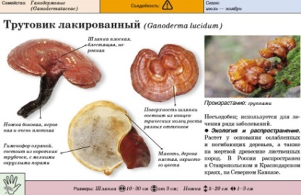 Reishi (lăcuire lacuit) proprietăți utile și vătămări, indicații de utilizare