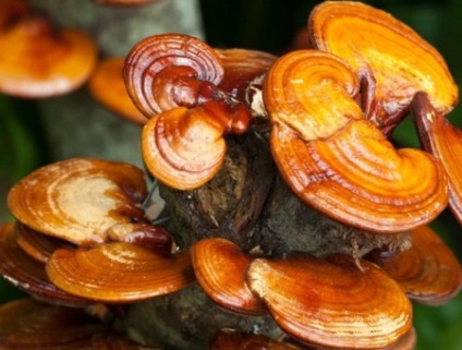 Reishi (lăcuire lacuit) proprietăți utile și vătămări, indicații de utilizare