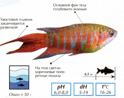 Pești macro caracteristici de conținut, îngrijire, hrănire și reproducere