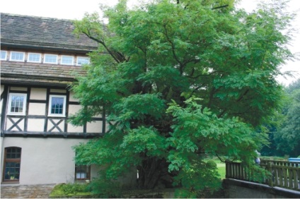 Robinia (pseudoactivare albă) reproducere, îngrijire, proprietăți utile - log - peisaj