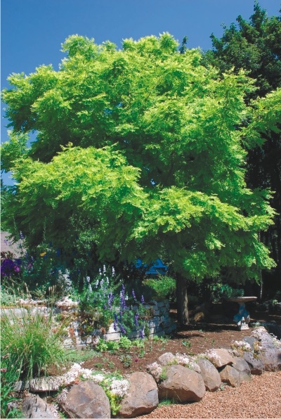 Robinia (pseudoactivare albă) reproducere, îngrijire, proprietăți utile - log - peisaj