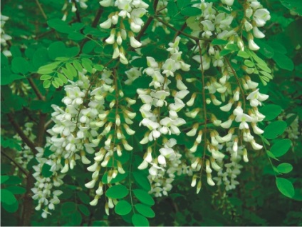 Robinia (pseudoactivare albă) reproducere, îngrijire, proprietăți utile - log - peisaj