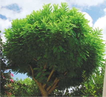 Robinia (pseudoactivare albă) reproducere, îngrijire, proprietăți utile - log - peisaj