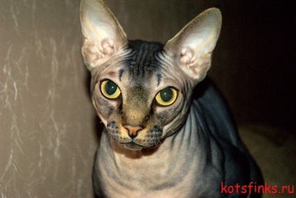 Pedigree de sfinx pisică, sphynx