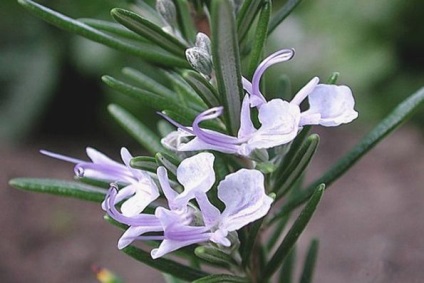 Rosemary officinalis (plantă)