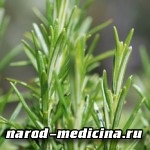 Rosemary officinalis, secretele medicinei populare