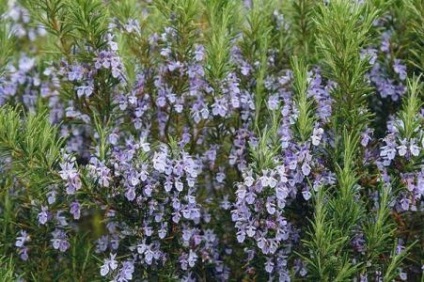 Rosemary officinalis - ingatlan, alkalmazások, receptek