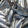 Whitefish - hasznos tulajdonságok és ellenjavallatok, egyedülálló minőséget és csodálatos tulajdonságokkal halak