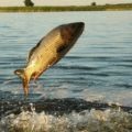 Ryapushka - proprietăți utile și contraindicații, calități unice și proprietăți uimitoare ale peștilor