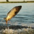 Whitefish - hasznos tulajdonságok és ellenjavallatok, egyedülálló minőséget és csodálatos tulajdonságokkal halak