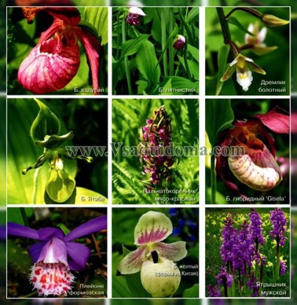 Grădini de orhidee de plantare a grădinii (fotografie) - sfaturi bune