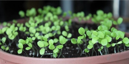 Salata verde pe fereastra verde utile în orice moment al anului