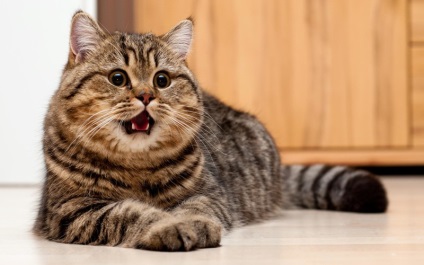 Cea mai inteligentă rasă de pisici - cele 10 rase inteligente de pisici prin rating