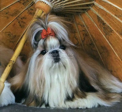 Cele mai populare tunsori shih-tzu descriere și fotografii - lumea animală