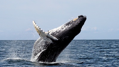 Cea mai mare balenă din lume