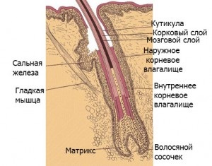 Parul gri - provoacă, curăță corpul de sănătatea umană