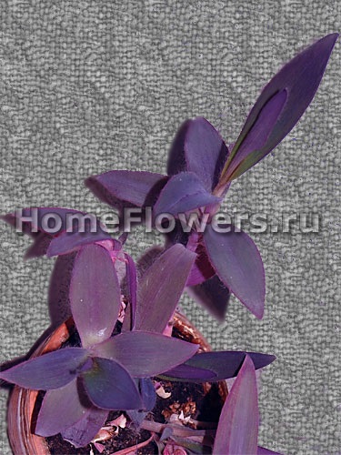 Sedum Morgana - flori și plante de interior închise