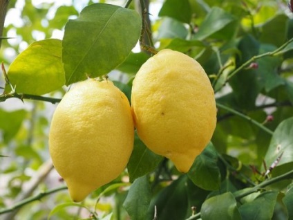 Titkok ellátás egy cserepes citrom