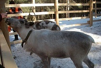 Rénszarvas és szánkó kutya kennel a Fehér-tengeren a falu Nilmoguba - turisztikai központ