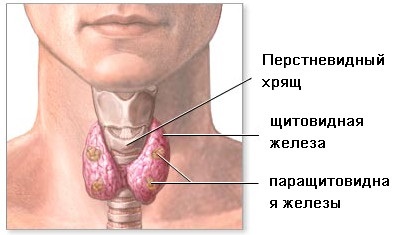 Glandă tiroidă