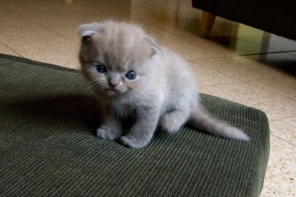 Scottish Fold sau Scottish fold caracteristici, caracter, specificitate în curte