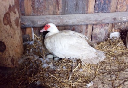 Câte zile de ouă de incubație Indotka revizuiesc și video