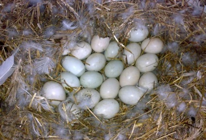 Câte zile de ouă de incubație Indotka revizuiesc și video