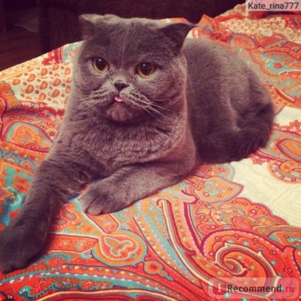 Scottish Fold (Scottish Fold) - 