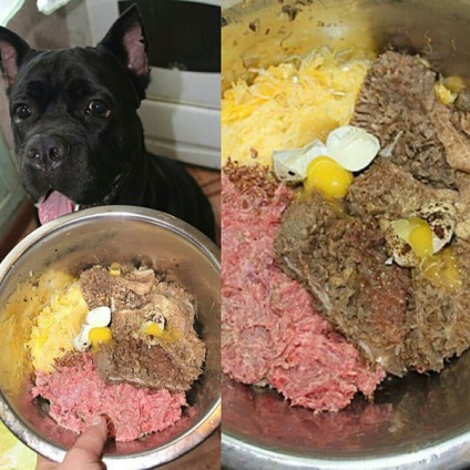 Câine și dieta ei
