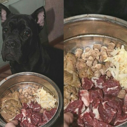 Câine și dieta ei