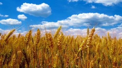 Visul visat de grâu într-un vis în care visă grâul