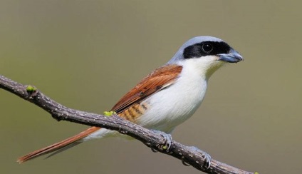 Shrike (lanius) descriere, specie, habitat, voce, fotografie, video