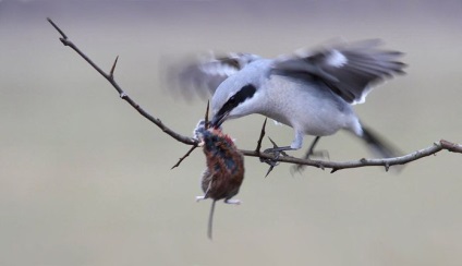 Shrike (lanius) descriere, specie, habitat, voce, fotografie, video