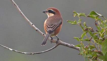 Shrike (lanius) descriere, specie, habitat, voce, fotografie, video