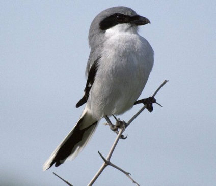 Shrike (lanius) descriere, specie, habitat, voce, fotografie, video