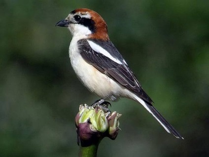 Shrike (lanius) descriere, specie, habitat, voce, fotografie, video