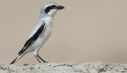 Shrike (lanius) descriere, specie, habitat, voce, fotografie, video