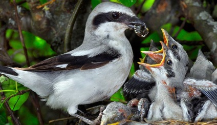 Shrike (lanius) descriere, specie, habitat, voce, fotografie, video