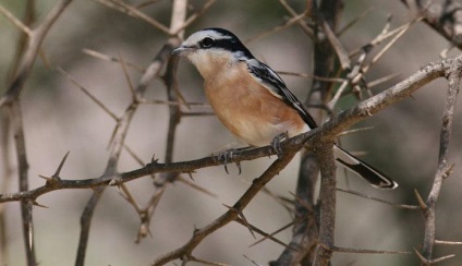 Shrike (lanius) descriere, specie, habitat, voce, fotografie, video