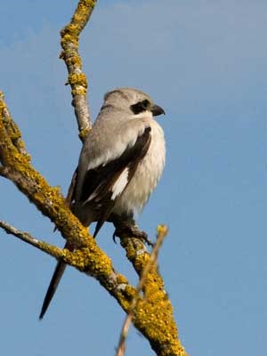 Shrike, shrike gri, icre, animale