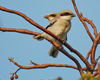 Shrike - ouă obișnuită