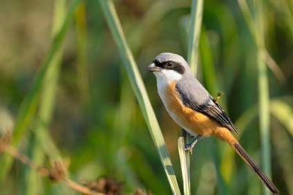 Shrike - ouă obișnuită